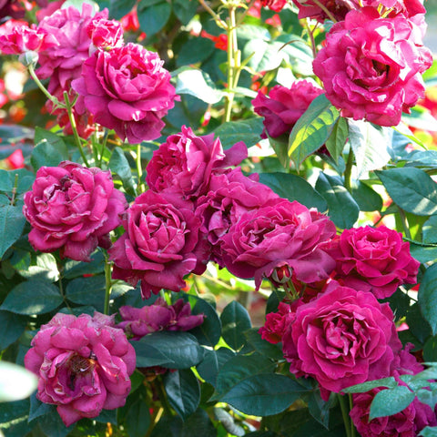 Intrigue Rose Tree – Elegant Purple Blooms & Citrus Fragrance