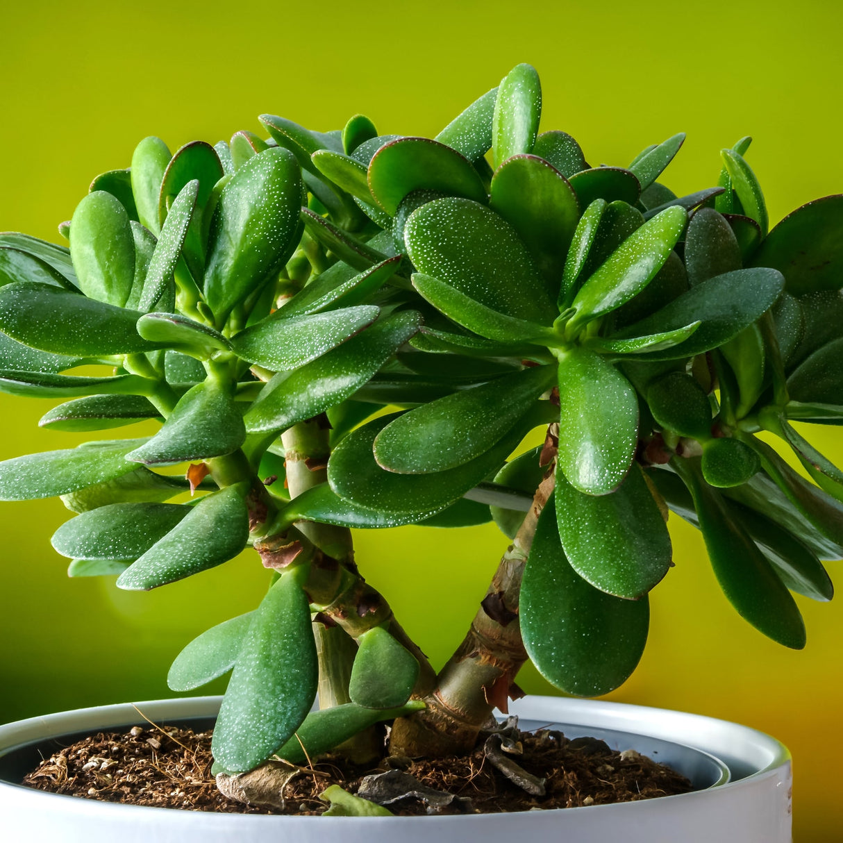 Crassula Ovata Jade Succulent Easy Care Long Living Houseplant crassula-ovata-jade-succulent-easy-care-long-living-houseplant