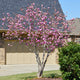 Jane Magnolia tree with pink blooms planted in front of a house and driveway.
