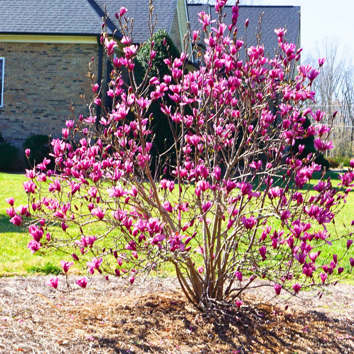 magnolia house plants Jane Magnolia Tree