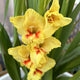 Close-up of Jester Gladiolus flowers with ruffled yellow petals and red markings, surrounded by green leaves.