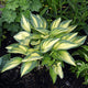 Compact June Hosta with creamy yellow centers and dark blueish green margins, growing in dark soil.