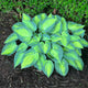 June Hosta