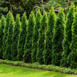 Privacy screen row of green Junior Giant thuja evergreen trees that have been cut back to maintain a more slender width along the front, but grow together in the centers, with ornamental grass lining the mulch base of a well kept grass yard.