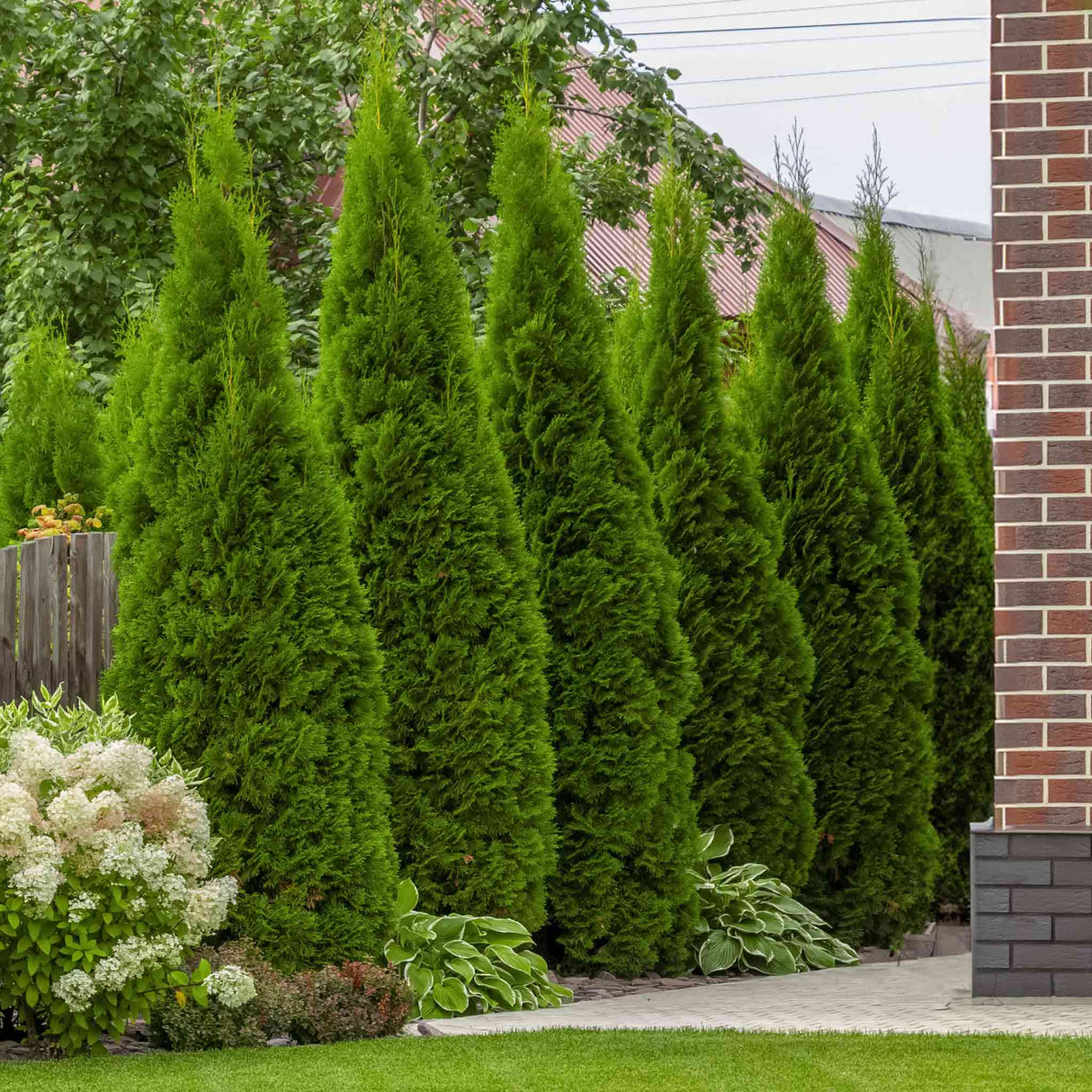 Bright colors of slender junior giant evergreens that appear to have bene trimmed around the base in prior growth, used as an effective privacy screen along the side of a brick home with a fence behind and hydrangeas giving a pop of white color at the end of the row