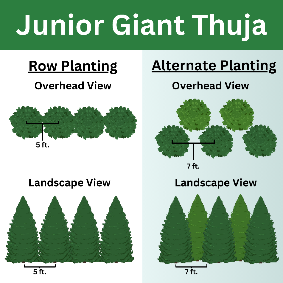 Visual spacing guide showing different options for planting junior green giant trees as a privacy screen, with row planting and staggered planting options.