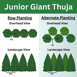 Visual spacing guide showing different options for planting junior green giant trees as a privacy screen, with row planting and staggered planting options.