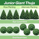 Diagram showing Junior Giant Thuja trees in row and alternate planting from eye-level and overhead views.