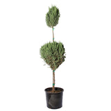 Double-ball Blue Point Juniper topiary in a black pot, featuring two neatly pruned tiers of dense green foliage on a single slender trunk. Perfect for adding a sculptural element to landscapes or entryways with year-round greenery.