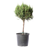 Topiary-style blue point evergreen tree in a black pot, featuring a rounded, dense green canopy on a single bare trunk. Ideal for ornamental landscaping or framing your front porch, adding structure and year-round greenery to outdoor spaces."