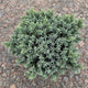 Blue Star Juniper