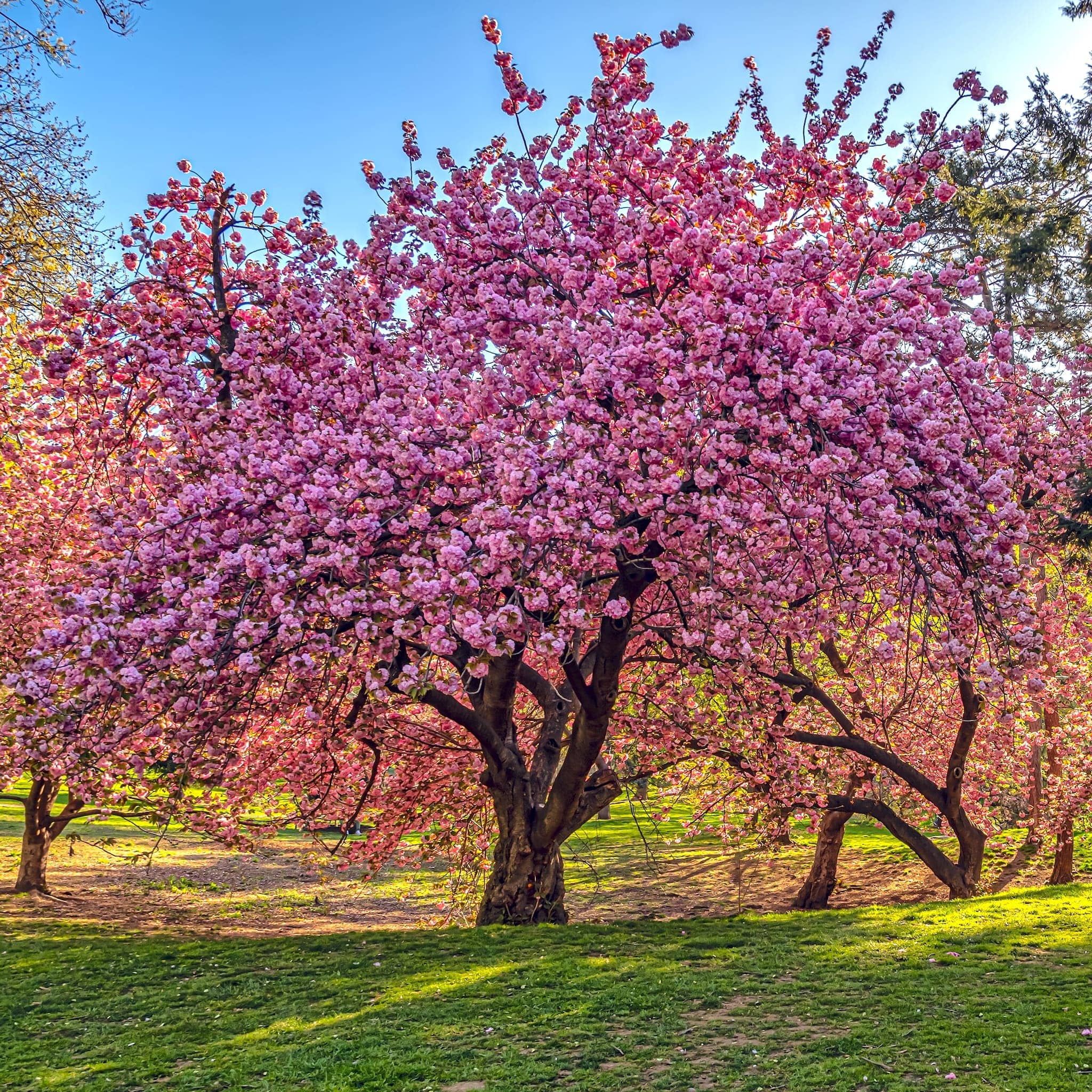 ◎非売品☆Cherry blossom☆フルカラー☆タオル☆ピンク☆③☆残1 Kwanzan Cherry Tree – Double Pink Blossoms, Ornamental Beauty
