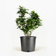 Key Lime Bush in pot hide