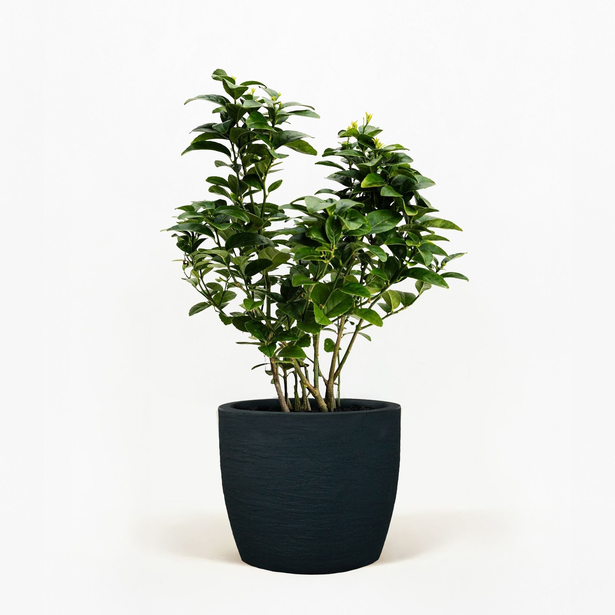Thornless Key Lime Bush – Compact, Juicy Limes, Easy to Grow