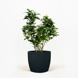 Key Lime Bush - Thornless