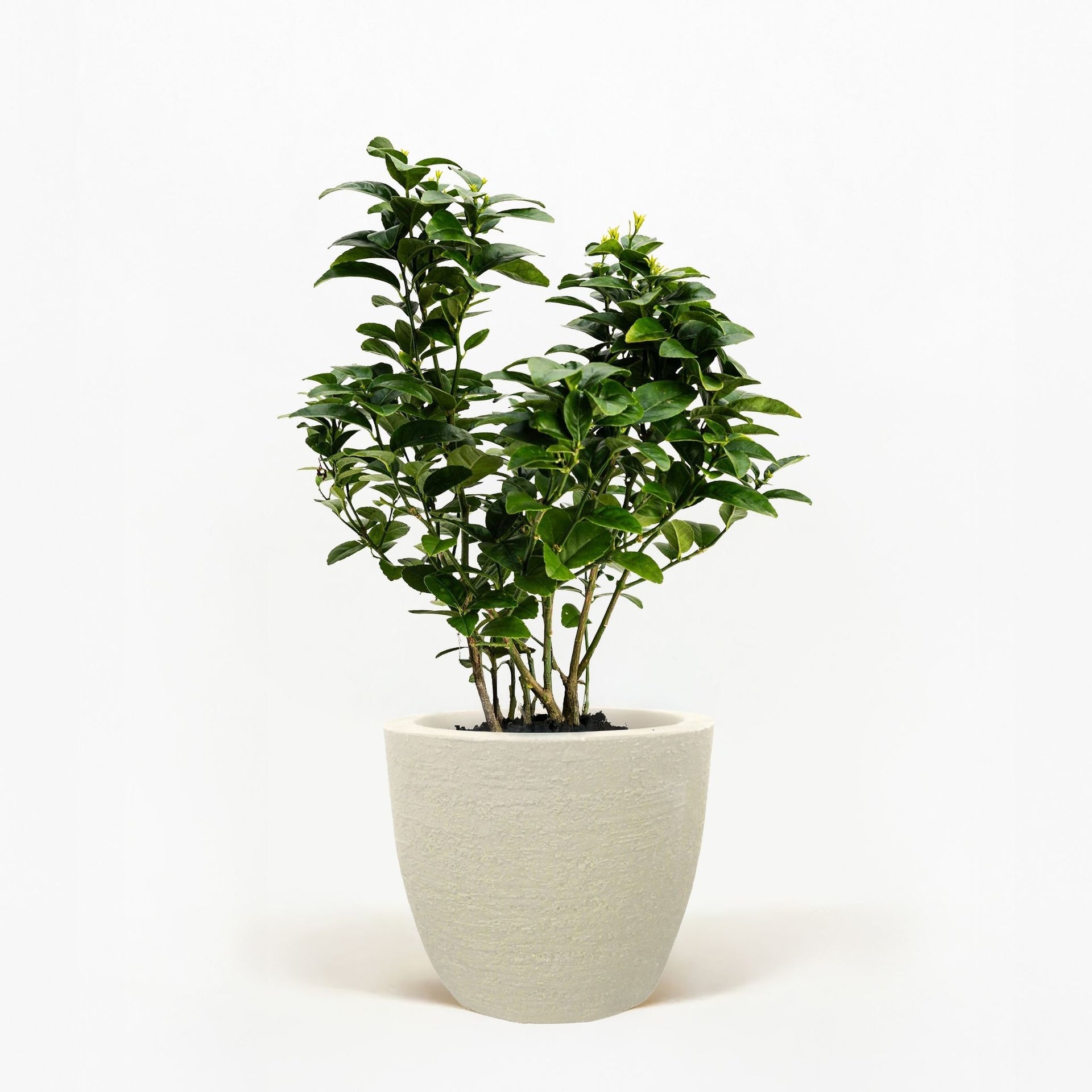 key lime potted plant Key Lime Bush - Thornless