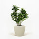Key Lime Bush in pot hide