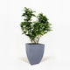 Key Lime Bush in pot hide