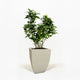Key Lime Bush in pot hide