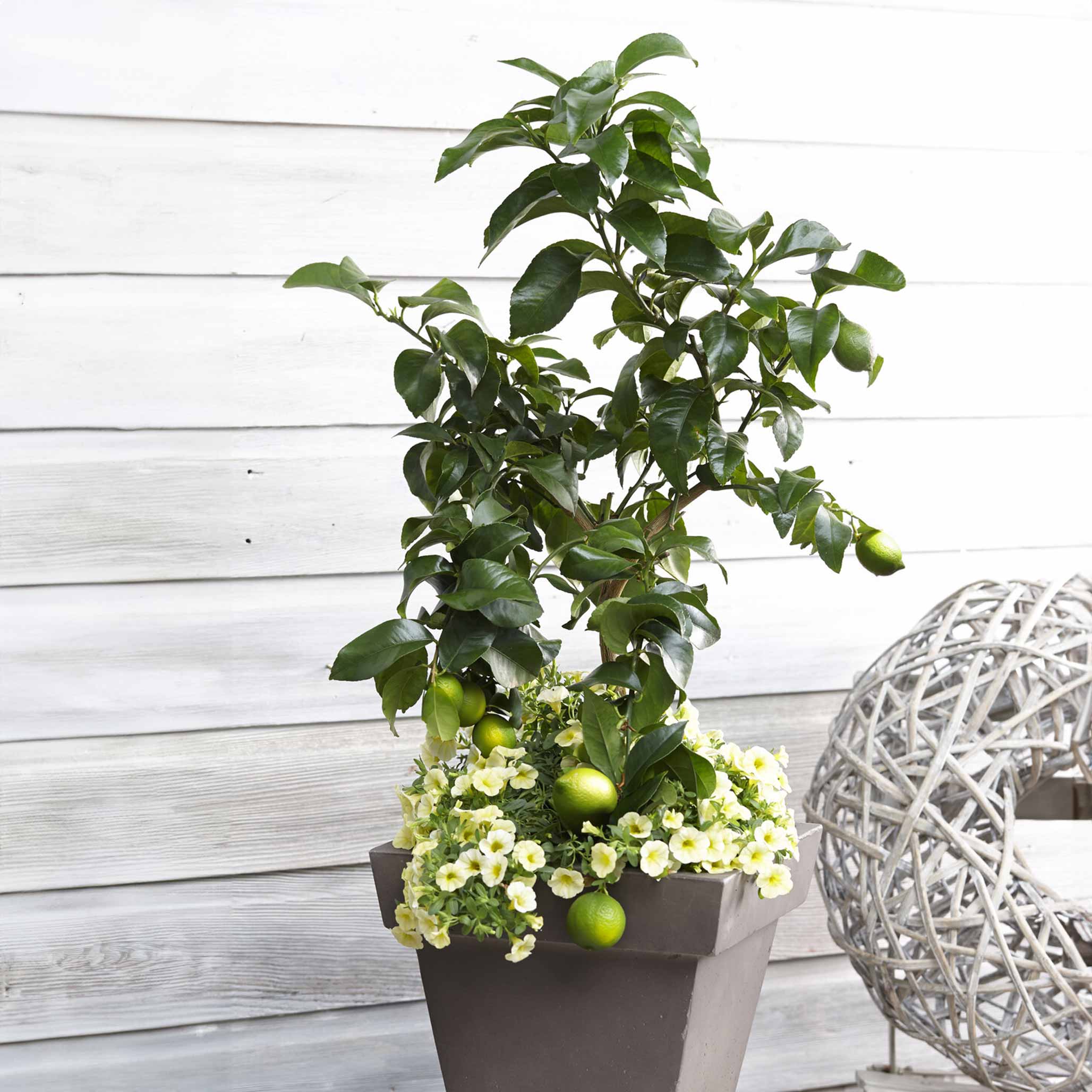 Key Lime Tree – Juicy, Tangy Limes, Year-Round Harvest