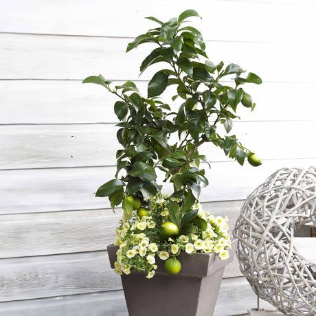 Key Lime Tree - NationwidePlants.com  