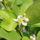 Key Lime Tree foliage, flowering and ready to develop new fruit.