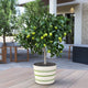 Key Lime Tree in large decorative planter on a deck in an outdoor residential setting.