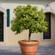 Key Lime Tree in a large planter sitting in front of a building on stone pavers.