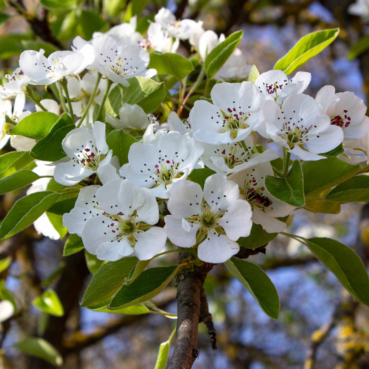 Kieffer Pear Tree - NationwidePlants.com  