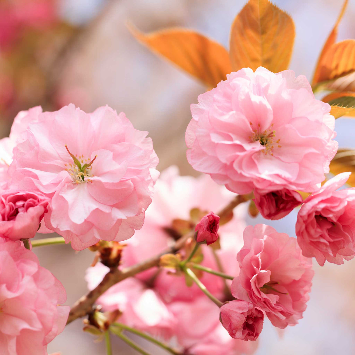 Kwanzan Flowering Cherry Tree - NationwidePlants.com  