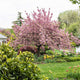A well-maintained Kwanzan cherry tree in full bloom, surrounded by green foliage and a trimmed hedge.