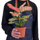 Person holding a lady valentine houseplant, with the plant being prominently featured to display its pink and green bracts growing in a small nursery planter.