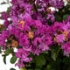Close-up of vibrant purple-pink flowers of the Grape Bellini Crape Myrtle shrub. The delicate, ruffled petals surround clusters of yellow stamens, creating a striking contrast. The lush blooms are set against rich green leaves, giving a bold, colorful display that adds texture and depth to the plant's appearance.