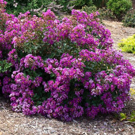 View of a Bellini grape crape myrtle shrub growing in a mulch bed with purple flower clusters.