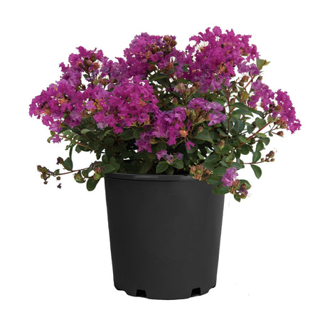 Small Crape Myrtle shrub, Bellini Grape Crape Myrtle, with various shades of purple flowers growing in a black nursery planter