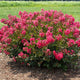 Compact crape myrtle shrub with vibrant raspberry-pink flowers and dark green foliage.