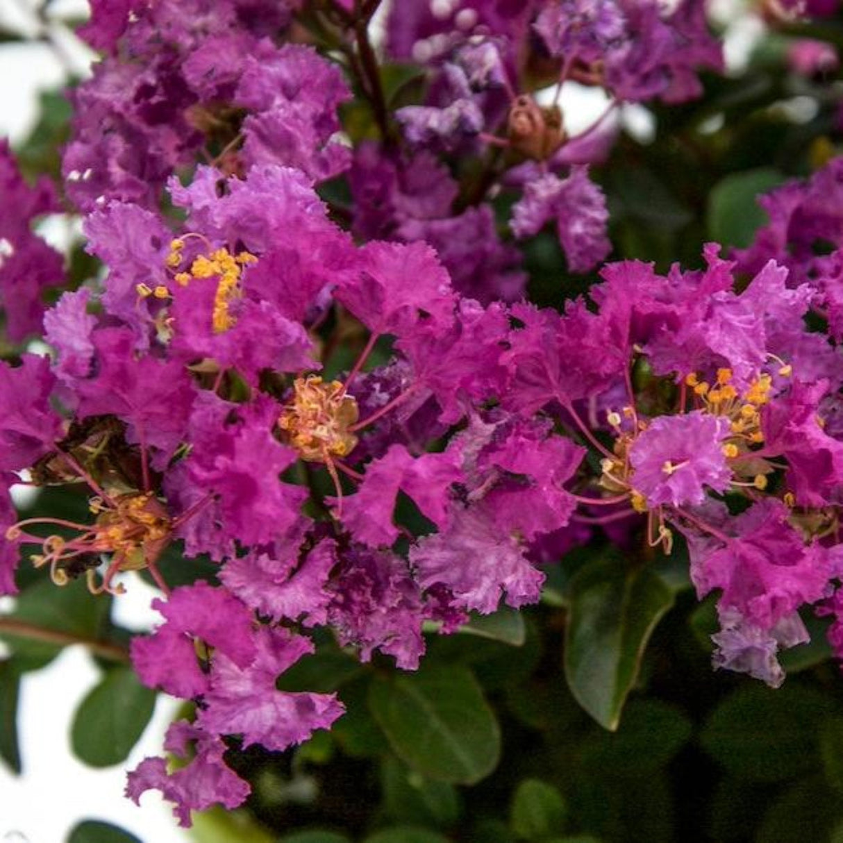 Close-up of vibrant purple-pink flowers of the Grape Bellini Crape Myrtle shrub. The delicate, ruffled petals surround clusters of yellow stamens, creating a striking contrast. The lush blooms are set against rich green leaves, giving a bold, colorful display that adds texture and depth to the plant's appearance.