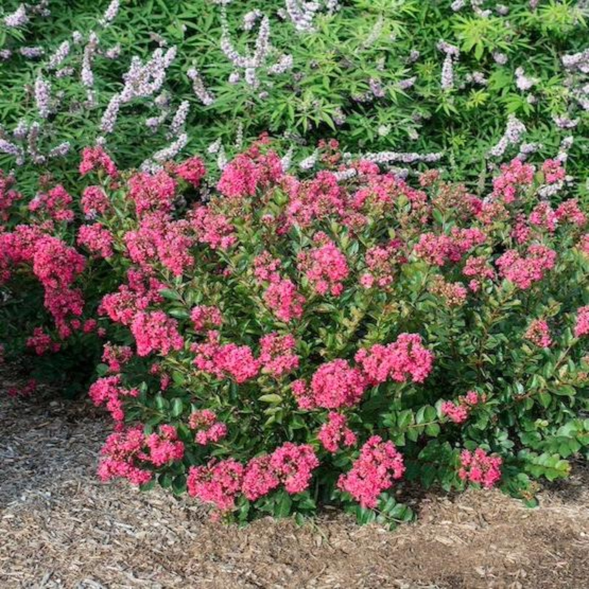Bellini® Raspberry Crape Myrtle – Compact & Vibrant Blooms