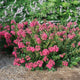 Bellini® Raspberry Crape Myrtle in a landscaped garden with mulch and greenery.