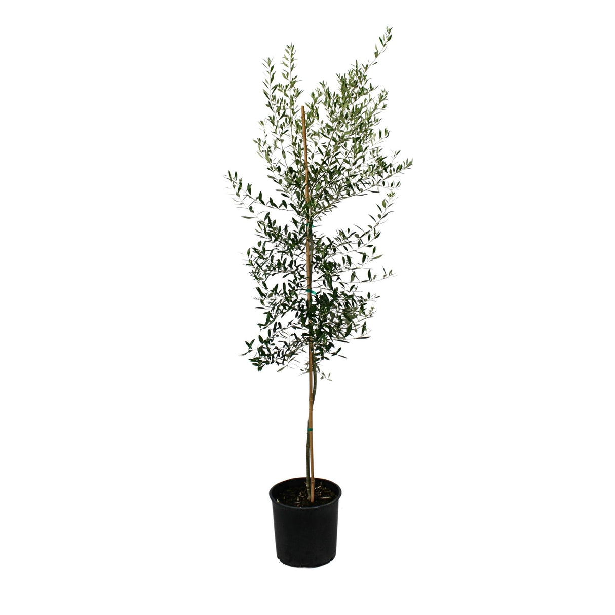 Arbequina Olive Tree - NationwidePlants.com  