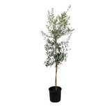 Arbequina Olive Tree - NationwidePlants.com  