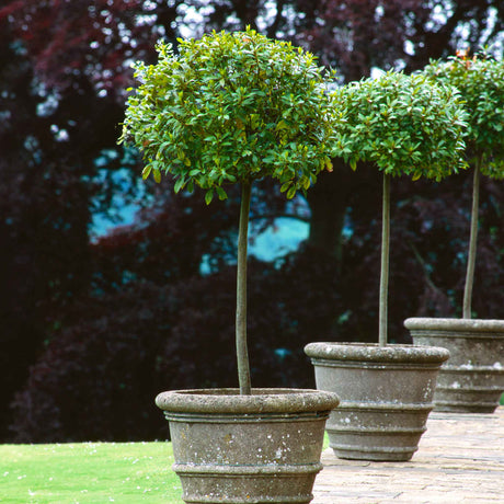 English Laurel Topiary (Single Ball) - NationwidePlants.com  