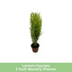 Lemon Cypress tree in a black nursery pot, slightly shorter with vibrant green foliage.