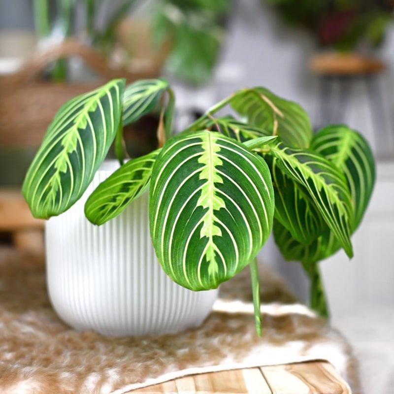lemon lime prayer plant near me The Snobby Leaf | Maranta 'Lemon Lime' - 6 inch Nursery Pot
