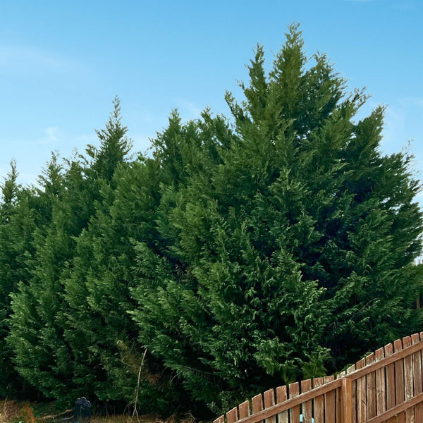 Privacy Trees - The Best Fast Growing Evergreen Trees Available
