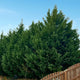 Row of Leyland Cypress Privacy Trees by a fence on a hill.
