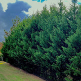 Leyland Cypress Trees from NationwidePlants.com planted as a privacy screen along a black rail fence giving dimension and privacy to a residential yard with HOA.