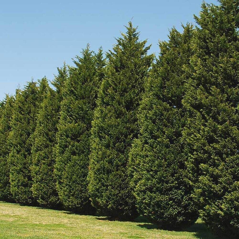 Leyland Cypress Privacy Trees from  NationwidePlants.com in a row creating a privacy screen in a grassy yard.