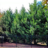 Leyland Cypress Trees from NationwidePlants.com creating a green privacy screen along a black railed fence.