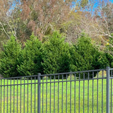 Leyland Cypress Tree - NationwidePlants.com  